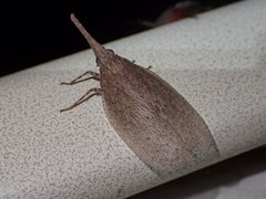 Rentinus dilatatus
