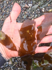 Desmarestia herbacea