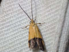 Crocanthes micradelpha