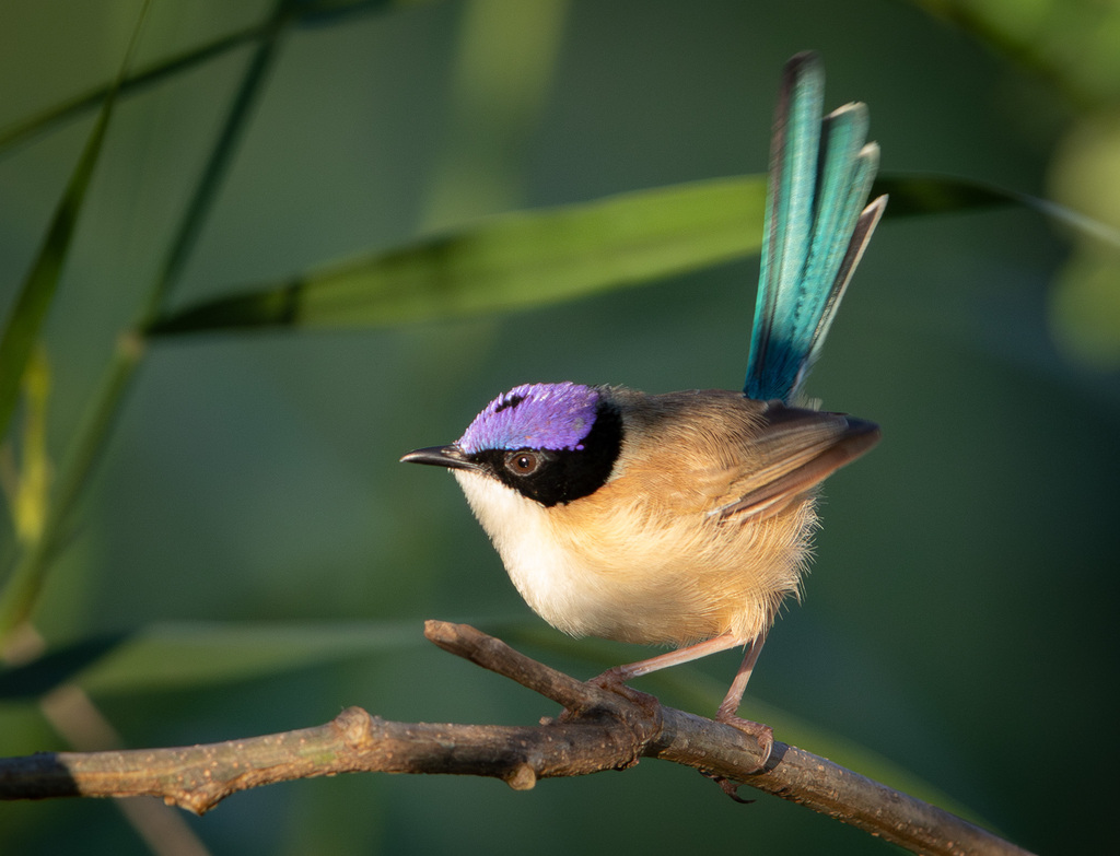 Purple-crowned Fairywren photo