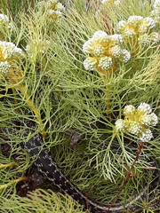 Amplorhinus multimaculatus