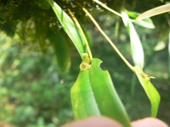 Pleurothallis dibolia