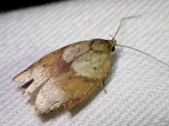 Euchaetis crypsichroa