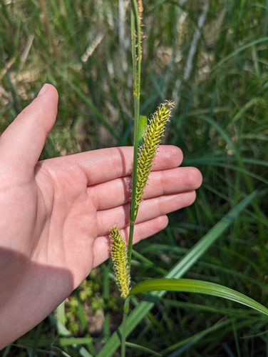 Image of Carex lacustris by (c) Skyler Principe, some rights reserved (CC BY)