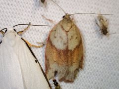 Euchaetis crypsichroa