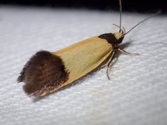 Merocroca automima