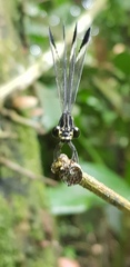 Polythoridae