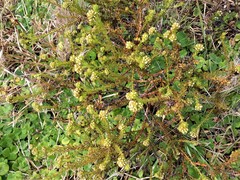 Thesium capitatum