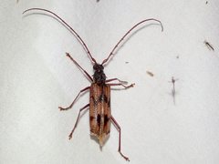 Phoracantha acanthocera