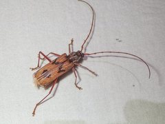 Phoracantha acanthocera