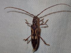 Coptocercus rubripes