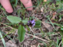Mertensia oblongifolia