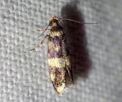 Catadoceta xanthostephana