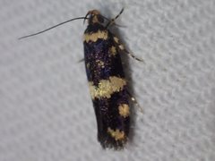 Catadoceta xanthostephana