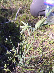 Fritillaria atropurpurea