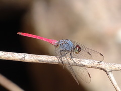 Orthetrum migratum