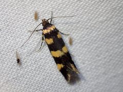 Cirromitra tetratherma