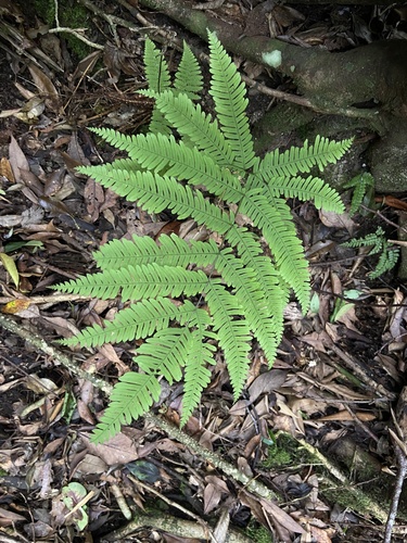 Pteris kawabatae iNat (3)