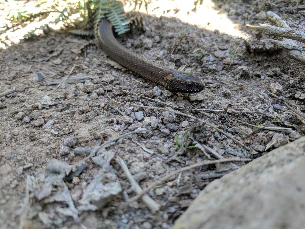 Boulenger's Forest Snake
