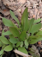 Mertensia oblongifolia