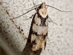 Barea discincta