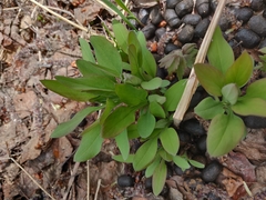 Mertensia oblongifolia