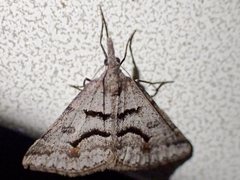 Dichromodes mesogonia