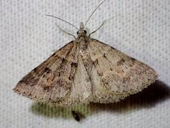 Dichromodes mesogonia