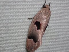 Acanthodela erythrosema