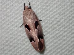 Acanthodela erythrosema