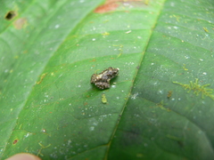 Pristimantis w-nigrum