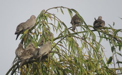 Metriopelia melanoptera