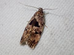 Barea melanodelta