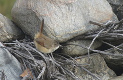 Phacellodomus striaticeps