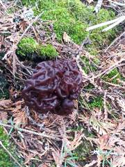 Gyromitra esculenta