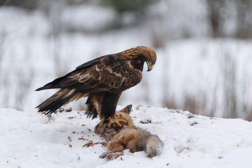 Golden Eagle, photo 5 of 9