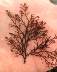 Odonthalia floccosa