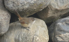 Phacellodomus striaticeps