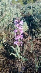 Penstemon osterhoutii