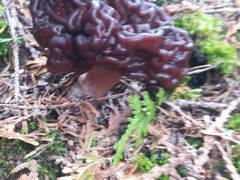 Gyromitra esculenta