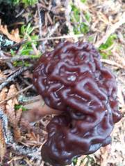 Gyromitra esculenta