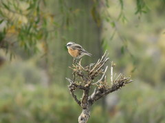 Ochthoeca oenanthoides