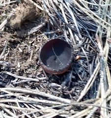 Plicaria endocarpoides