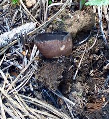 Plicaria endocarpoides