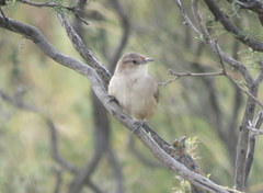 Phacellodomus striaticeps