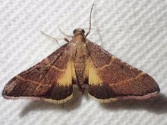 Persicoptera aglaopa