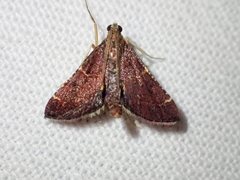 Persicoptera aglaopa