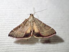 Persicoptera aglaopa