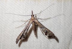 Tineodes adactylalis