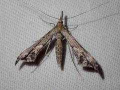 Tineodes adactylalis